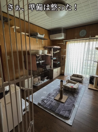 快適そうな猫部屋が完成