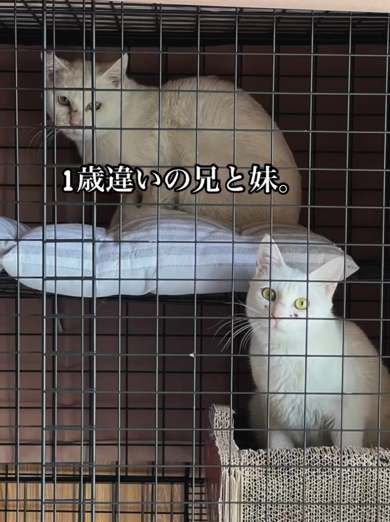 お家にやって来たのは白猫のきょうだい
