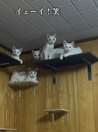 快適そうにくつろぐ猫たち