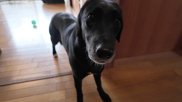 保護犬「つき」