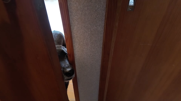 保護犬「つき」としばし離れる