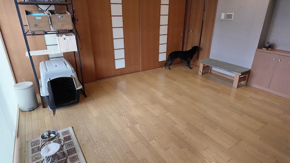 保護犬「つき」のモニタリング