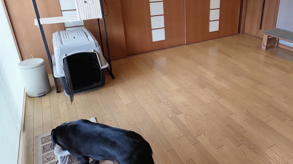 保護犬「つき」のモニタリング