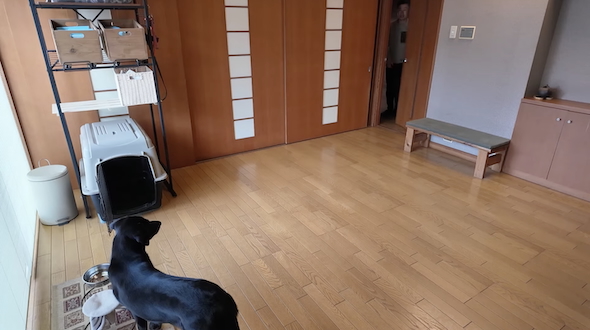 保護犬「つき」のもとへ駆け寄る飼い主