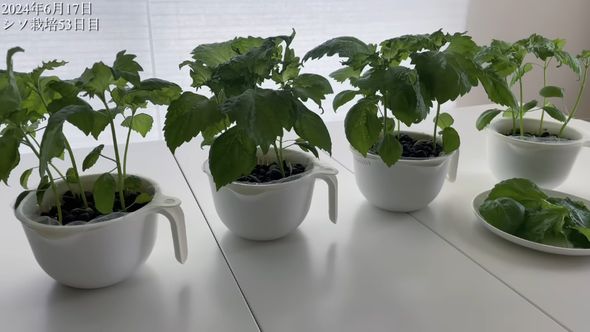 栽培53日目のシソ