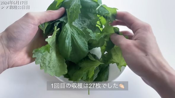 53日目に初収穫したシソの葉