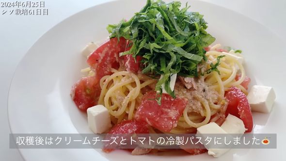 収穫したシソを使ったクリームチーズとトマトの冷製パスタ