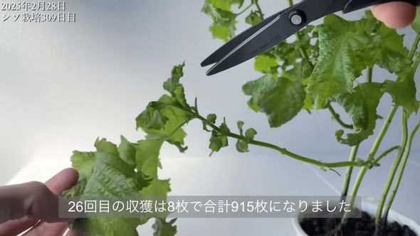 開花後に行われた最後の収穫作業