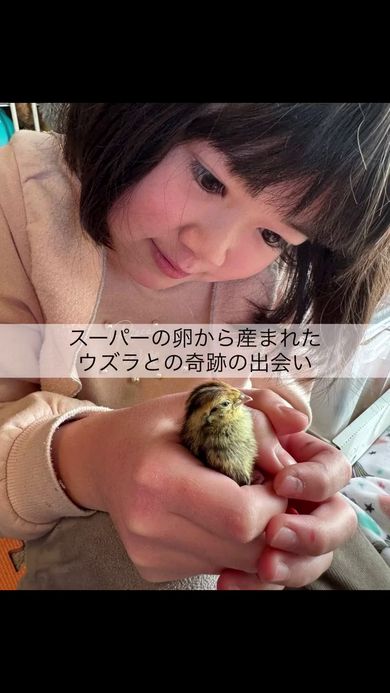 誕生したウズラのひなと娘