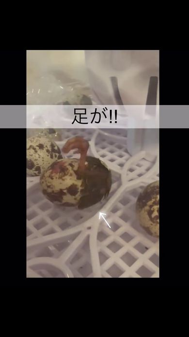 卵の殻から見えるウズラの足