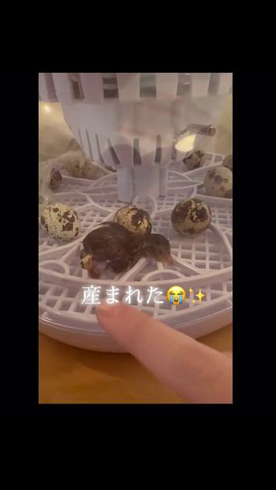 スーパーの卵から誕生したウズラのひな