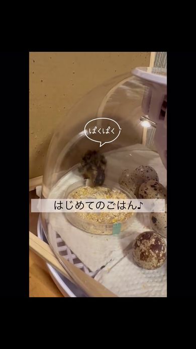 餌を食べるウズラのひな