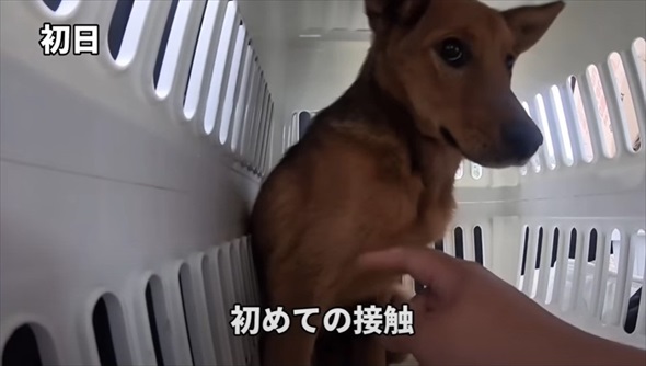 殺処分対象だった元野犬