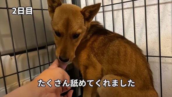 殺処分対象だった元野犬