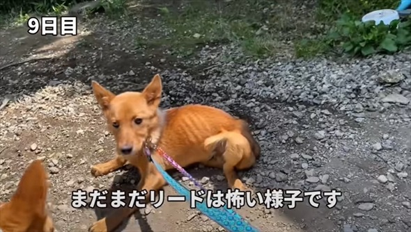 殺処分対象だった元野犬