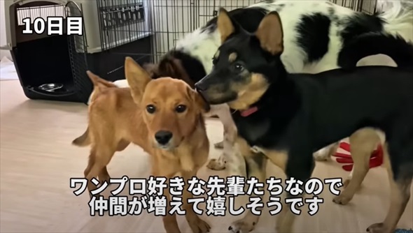 殺処分対象だった元野犬