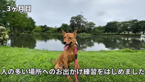 殺処分対象だった元野犬