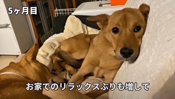 殺処分対象だった元野犬