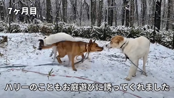 殺処分対象だった元野犬