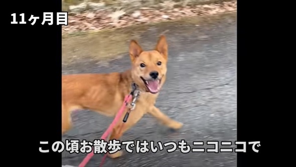 殺処分対象だった元野犬