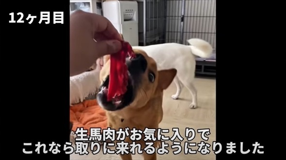 殺処分対象だった元野犬