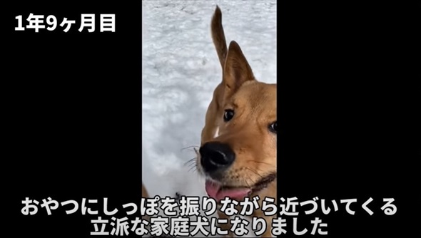 殺処分対象だった元野犬