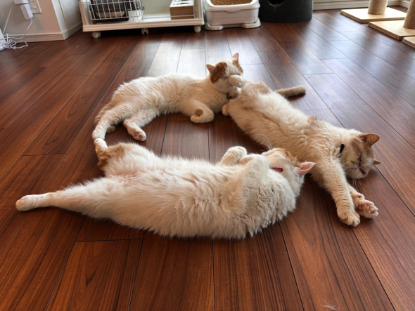 リビングで魔方陣を作るエキゾファミリー