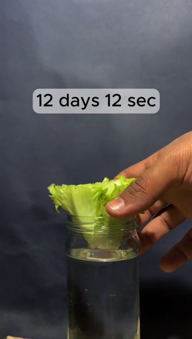 リーフレタスの再生栽培