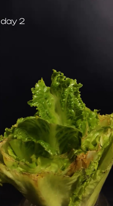 リーフレタスの再生栽培