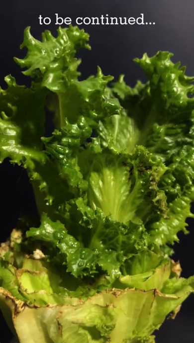 リーフレタスの再生栽培