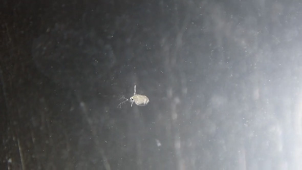 1匹 ミジンコ 室内 飼育 増やす コツ 100均 エサ