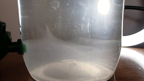 1匹 ミジンコ 室内 飼育 増やす コツ 100均 エサ