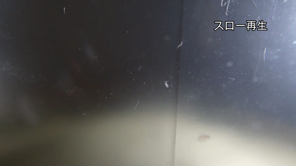 1匹 ミジンコ 室内 飼育 増やす コツ 100均 エサ