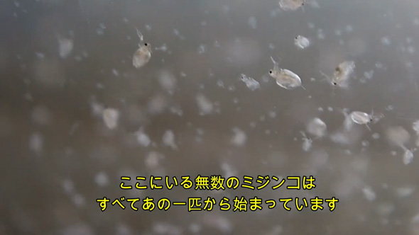 1匹 ミジンコ 室内 飼育 増やす コツ 100均 エサ
