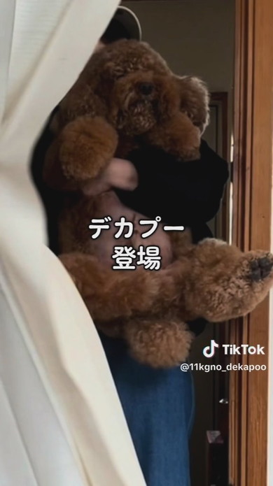 11キロのトイプードルのワンコ