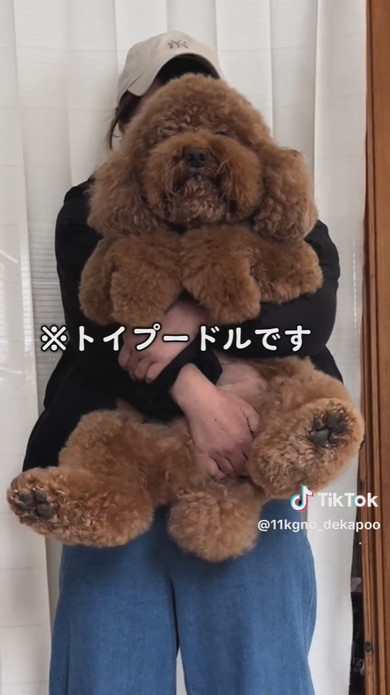 11キロのトイプードルのワンコ