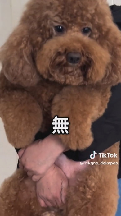 11キロのトイプードルのワンコ