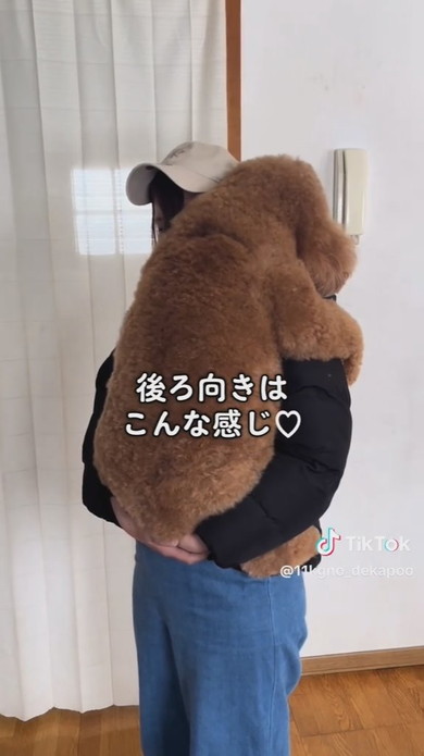 11キロのトイプードルのワンコ