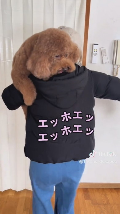 11キロのトイプードルのワンコ