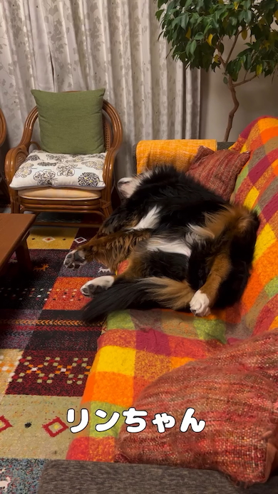 なかなか起きてくれないリンちゃん