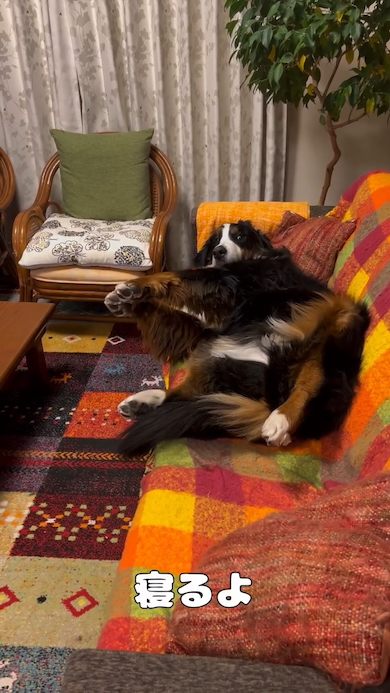 なかなか起きてくれないリンちゃん