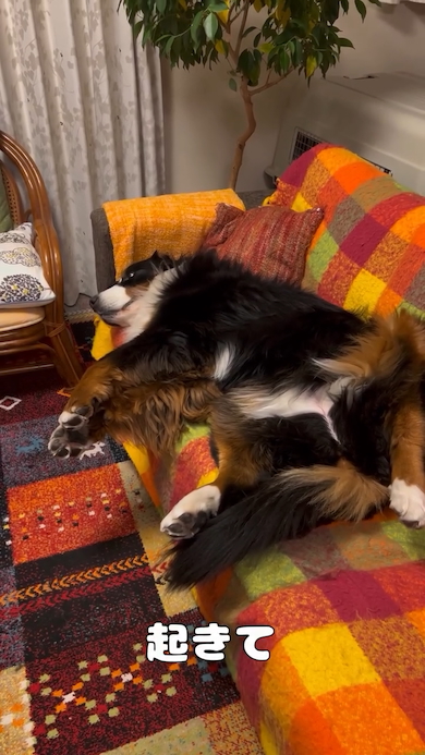 なかなか起きてくれないリンちゃん