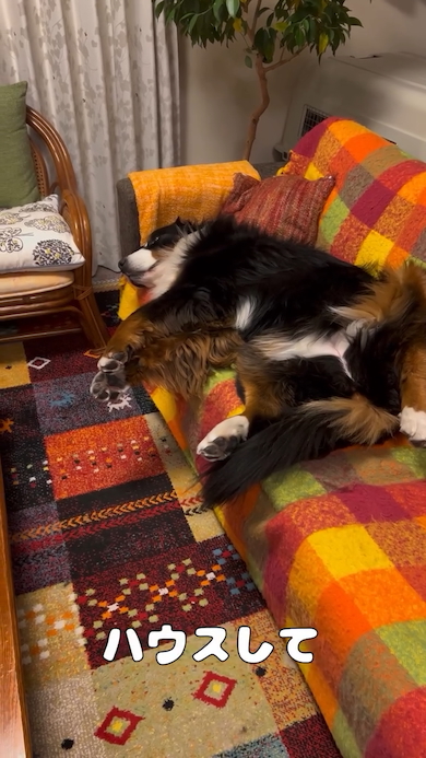 なかなか起きてくれないリンちゃん