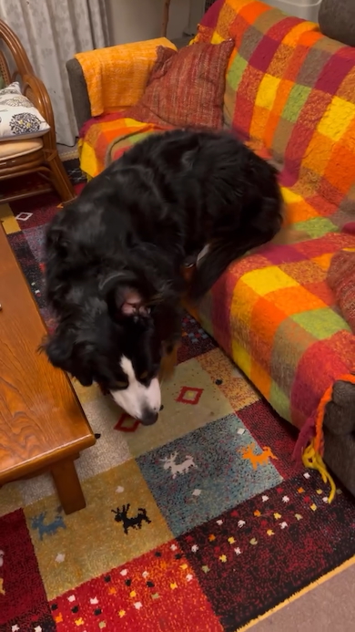 なかなか起きてくれないリンちゃん