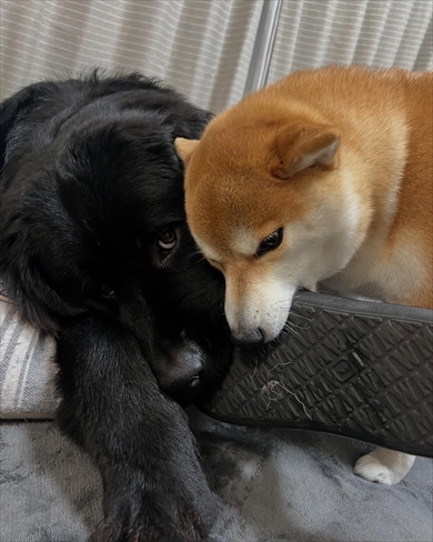 「ヤツらのせいで」　右と左、別々のサンダルをはかざるを得なくなったパパ