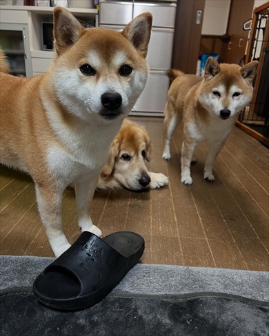 「ヤツらのせいで」　右と左、別々のサンダルをはかざるを得なくなったパパ