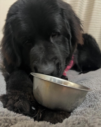 「ヤツらのせいで」　右と左、別々のサンダルをはかざるを得なくなったパパ