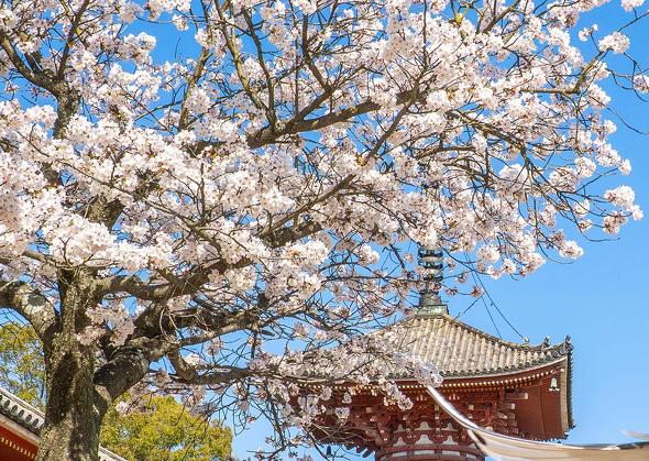 桜の写真を撮ろうとしたら……