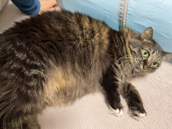 たぬきのような猫を保護