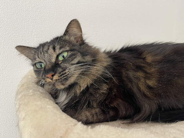 たぬきのような猫を保護